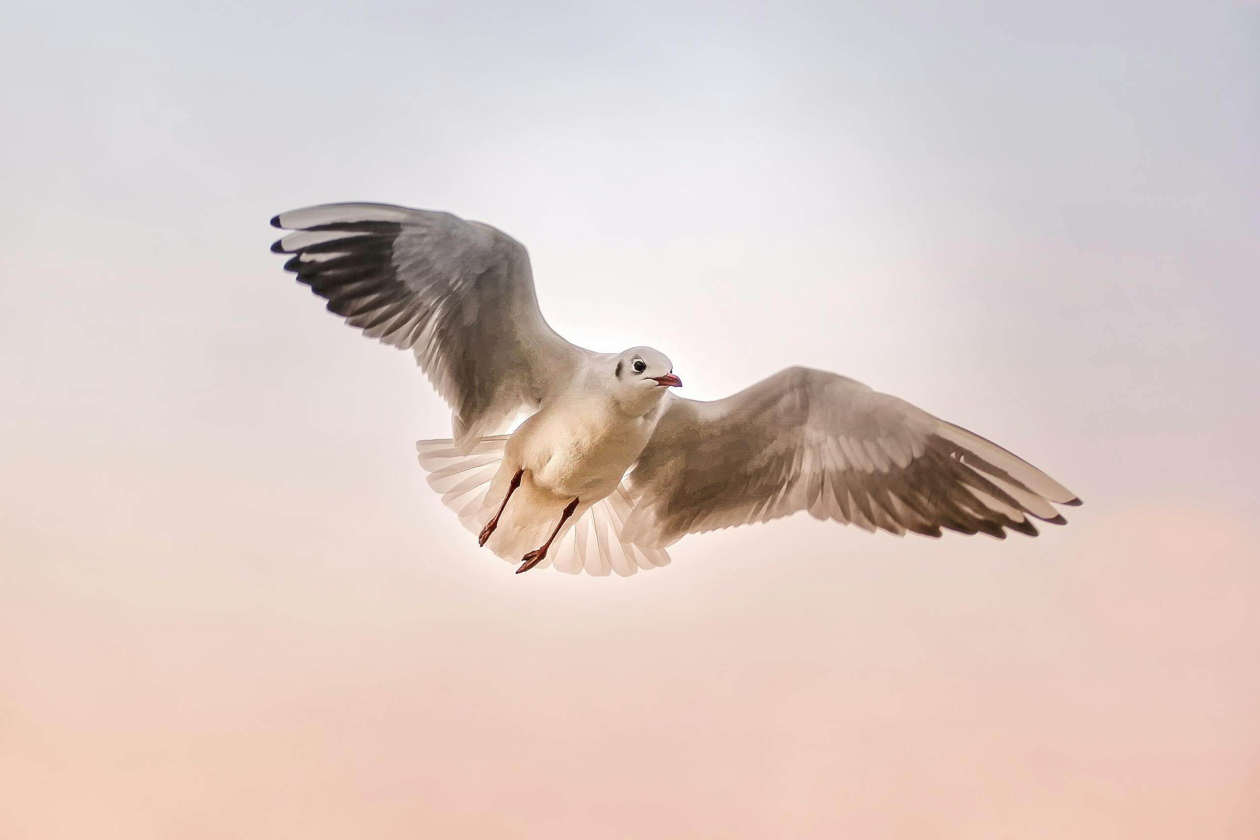 A seagull gracefully gliding through the sky, showcasing its wings against a gentle pastel backdrop.
